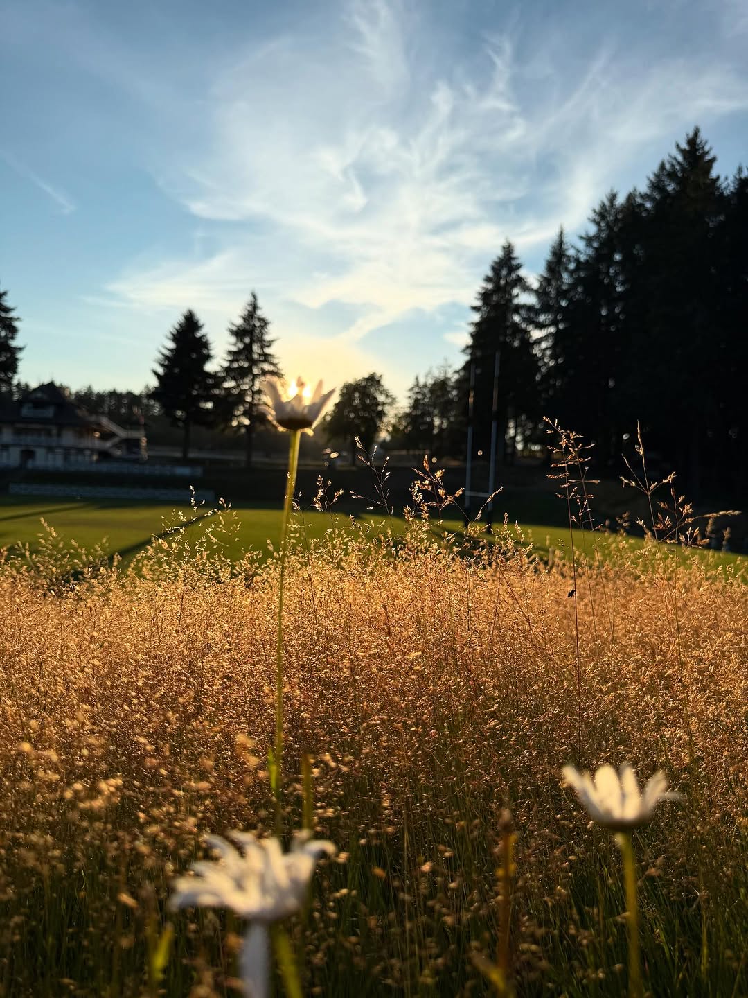 Backlit flowers and tall grass at sunset.