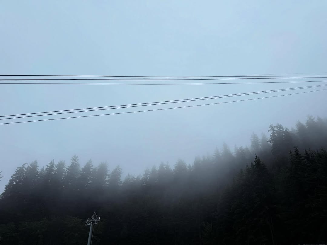 Fog and cable lines above dark trees.