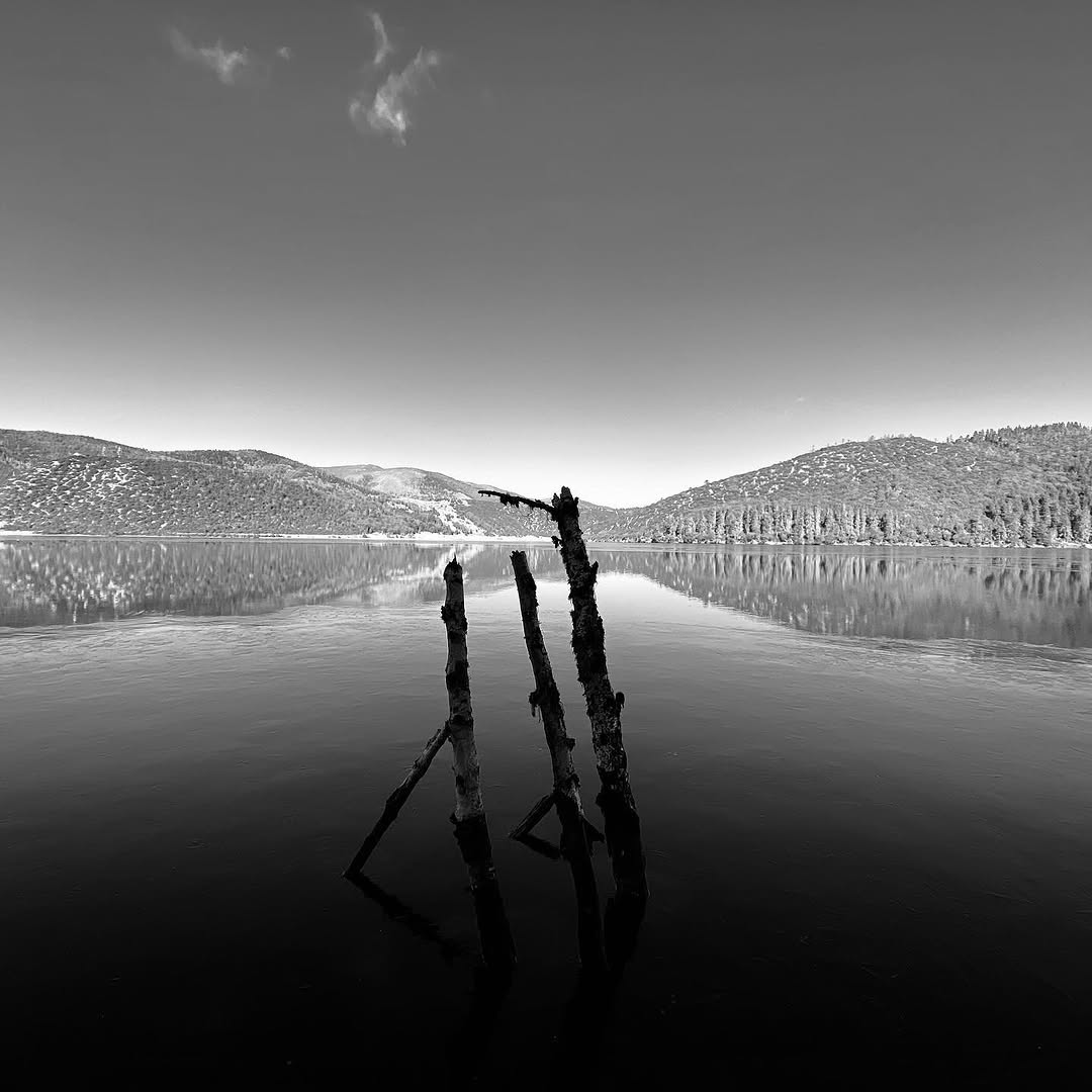Black and white lake reflection with branches in the water.